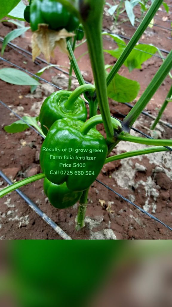 Results of Di grow green Farm folia fertilizer Price 5400 Call 0725 660 564
