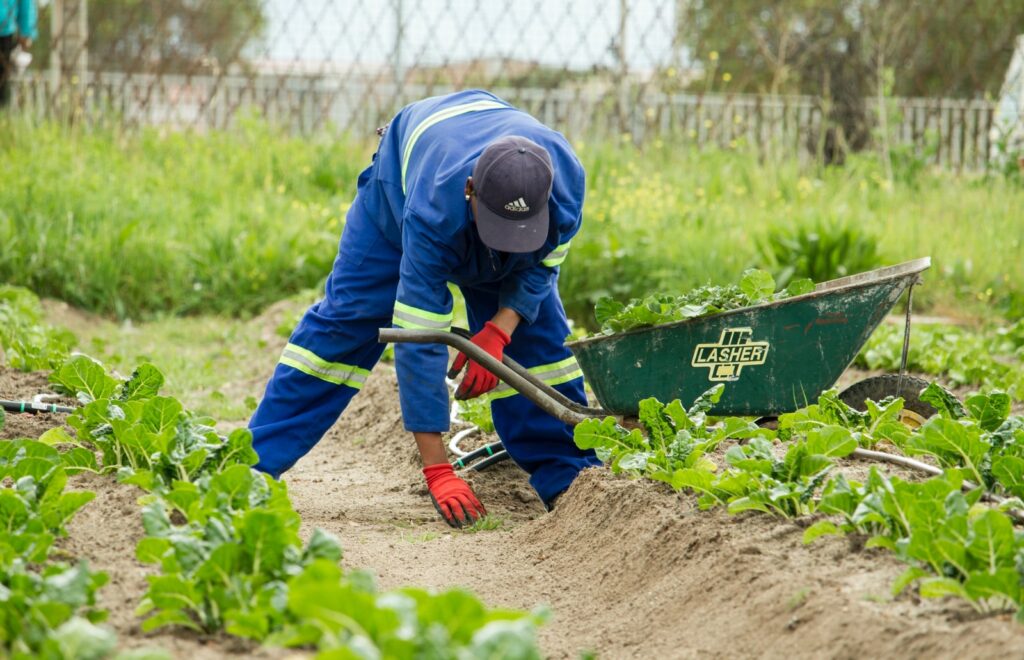 Di grow farmer Africa