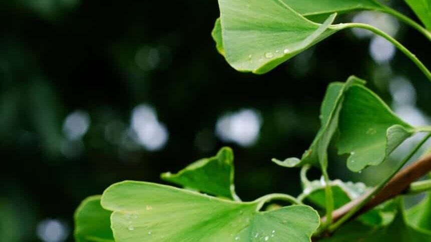water droplets on green leaves of a plant